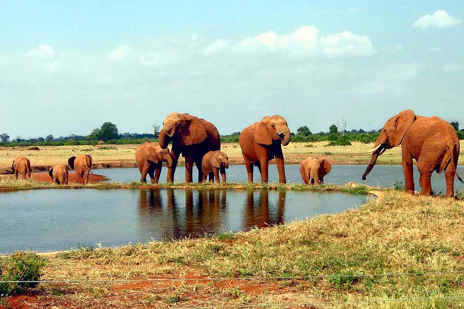 Gli elefanti nello Tsavo National Park