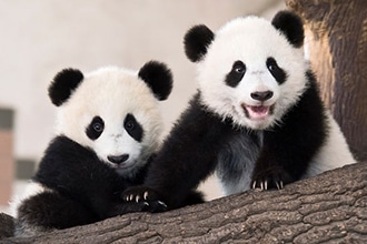 Attrazioni per bambini a Vienna, lo zoo