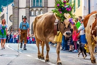 A Predazzo la desmontegada delle mucche