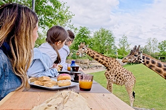 Incontro con le giraffe a Zoom