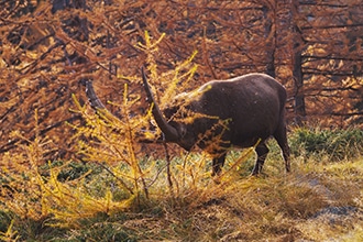 Escursioni autunnali nel Parco del Gran Paradiso