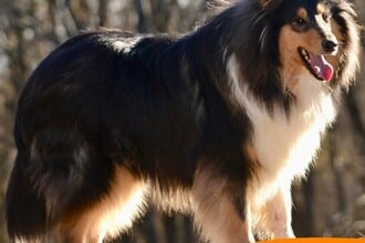 Quattrozampeinfiera: tutto per cane e gatto a Milano