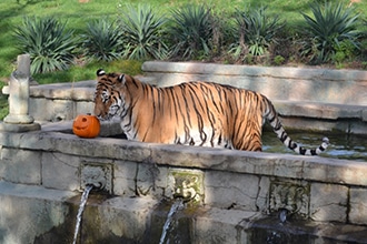 Halloween a Zoom Torino con i bambini, le tigri