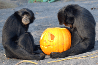 Halloween coi bambini a Zoom Torino