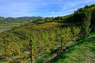 Autunno in Slovenia, Goriska Brda