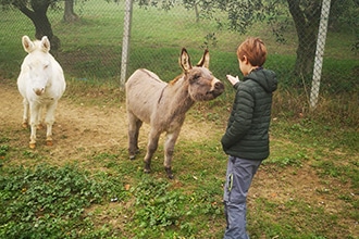 Visita ai frantoi aperti, Assisi