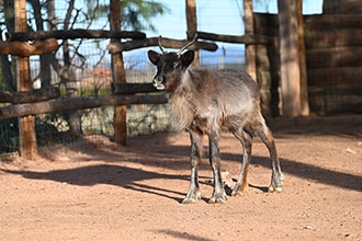 Cuccioli di renne arrivate al bioparco Zoom