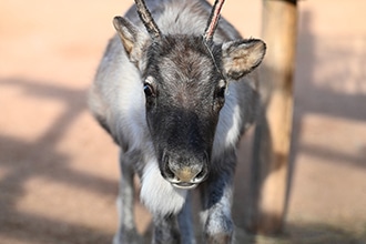 Le renne arrivate al bioparco Zoom