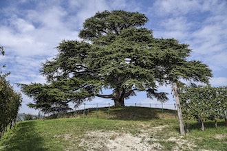 Passeggiate nelle Langhe, il cedro del Libano a La Morra