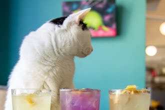 Viaggio nei bar dei gatti in Italia, il Cat café di Milano