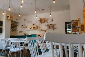 Viaggio nei bar dei gatti in Italia, il Cat café di Portici