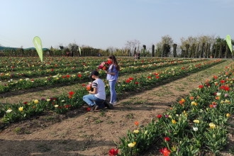 Flover campo di tulipani youpick 