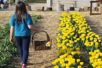 Tulipani in Italia