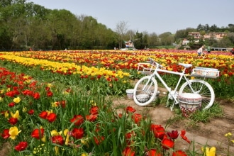 Tulipark Roma