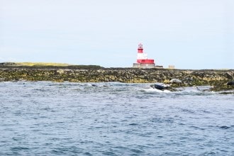 Foche grigie Isole Farne