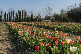 Tulipani Flover Bussolengo