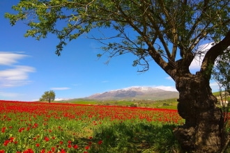 Tulipani in Sicilia