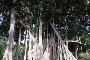 Palermo con i bambini: il ficus gigante di Villa Garibaldi