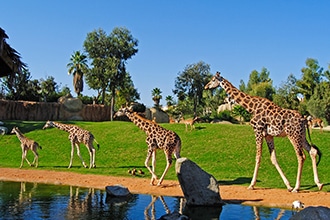 Bioparc di Valencia