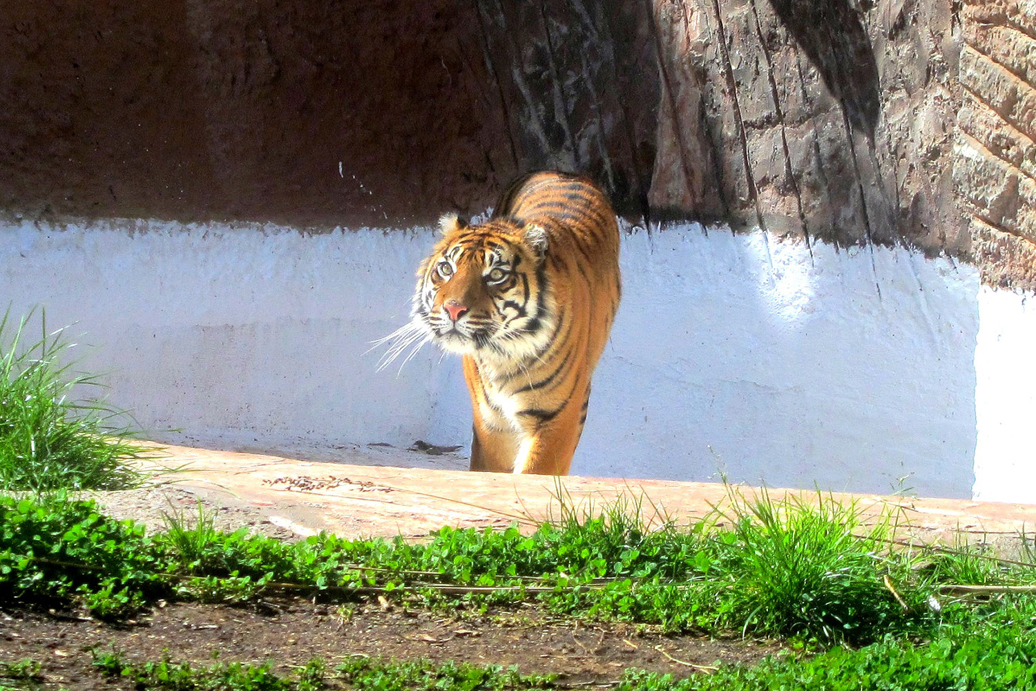 Bioparco di Roma con i bambini, tigre