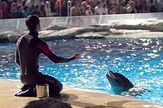 Parco Oltremare a Riccione, attività con i delfini