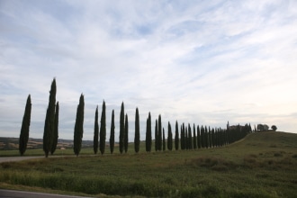 Viale dei Cipressi 