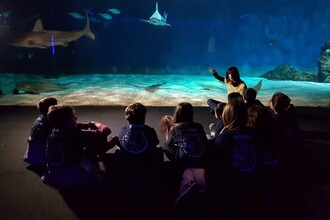 Il calendario di Notte con gli Squali all'Acquario di Genova