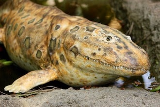 Mostra dinosauri Selva di Cadore (BL)