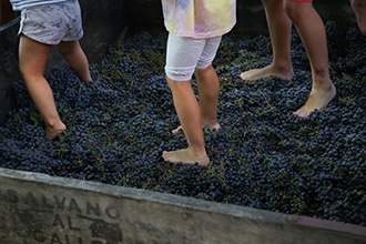 Vendemmia con i bambini a Fontanafredda