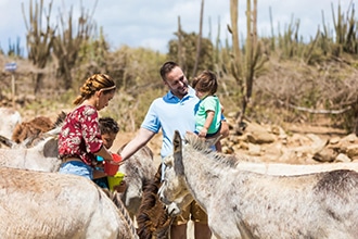 Aruba, santuario asinelli