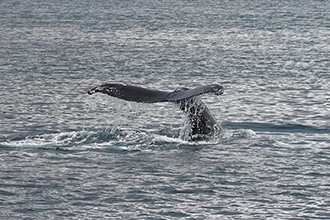 Islanda, gita in barca per avvistare le balene
