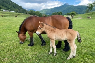 Alpe di Megna con bambini