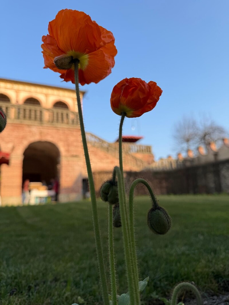 Villa Vescovi: corte all'italiana © Chiara Poli