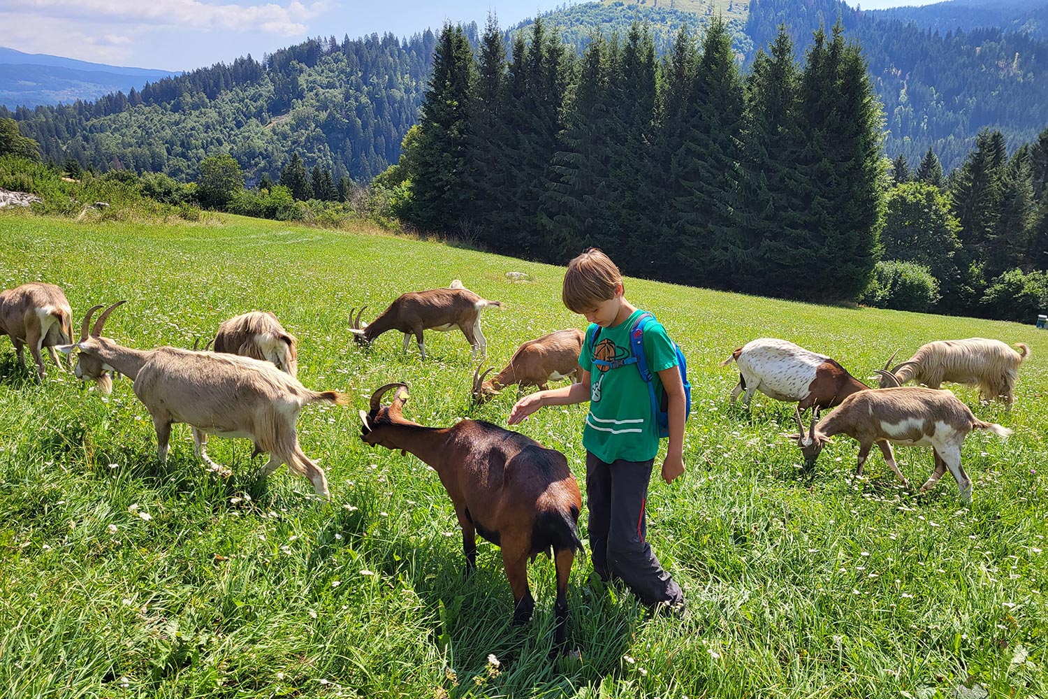 Trekking con le caprette al Maso Guez di Folgaria