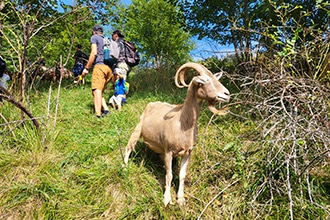 Trekking con le caprette al Maso Guez di Folgaria