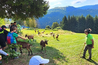 Trekking con le caprette al Maso Guez di Folgaria