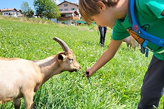 Trekking per bambini con le caprette al Maso Guez