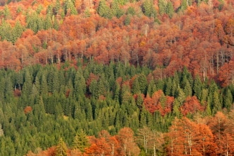 Autunno nel Cansiglio