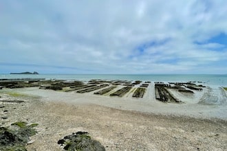 Concale: gli allevamenti di ostriche con la bassa marea