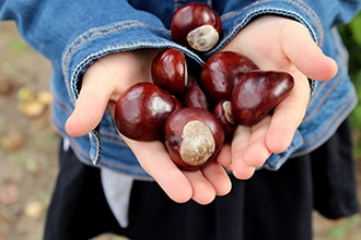 Dove raccogliere castagne con i bambini