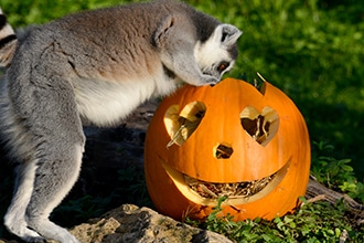 Halloween al Parco Natura Viva