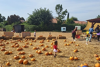 Fattoria della Zucca Sacrofano, campo