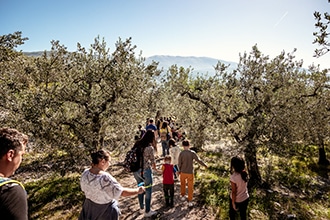 Passeggiate nei frantoi per famiglie