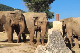 ZooSafari di Fasano, elefanti