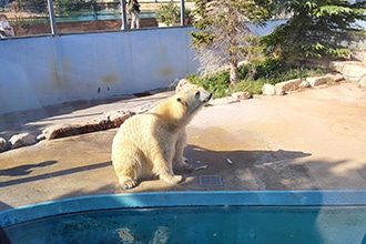 ZooSafari di Fasano, orso polare