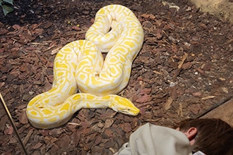 ZooSafari di Fasano, rettilario