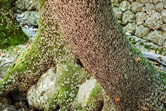 Valle delle Farfalle a Rodi