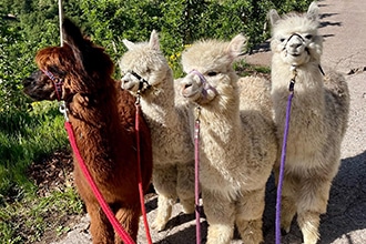 Passeggiate con gli alpaca a Malga Cimana