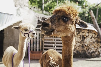 Passeggiate con gli alpaca a Malga Cimana