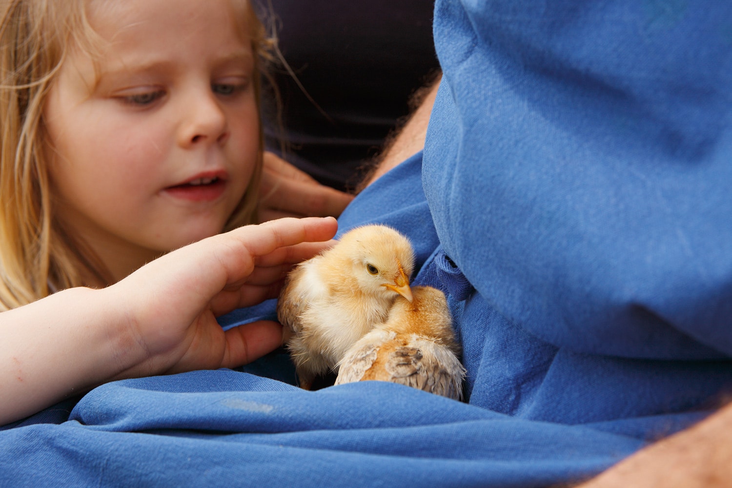 Coccole con i cuccioli ai masi Gallo Rosso in Alto Adige